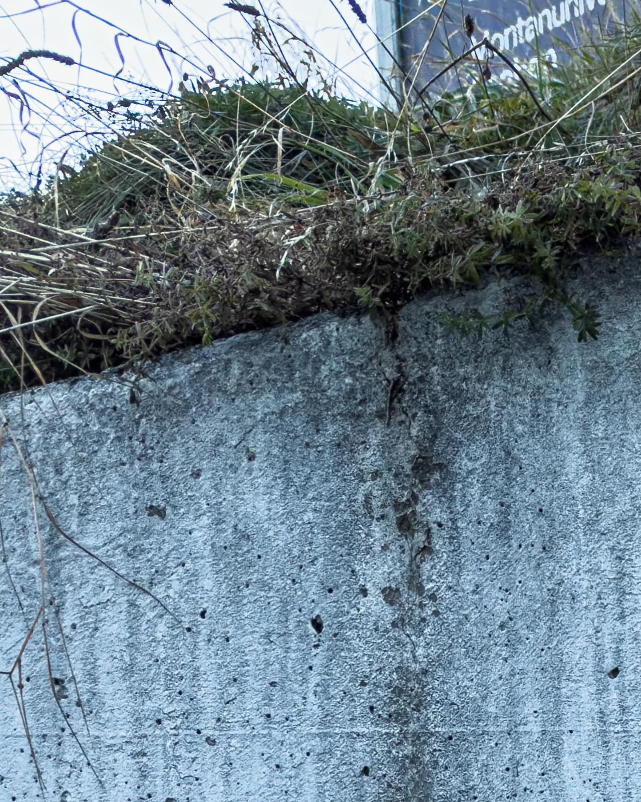 Concrete wall edge with overgrown vegetation in Zeltweg.