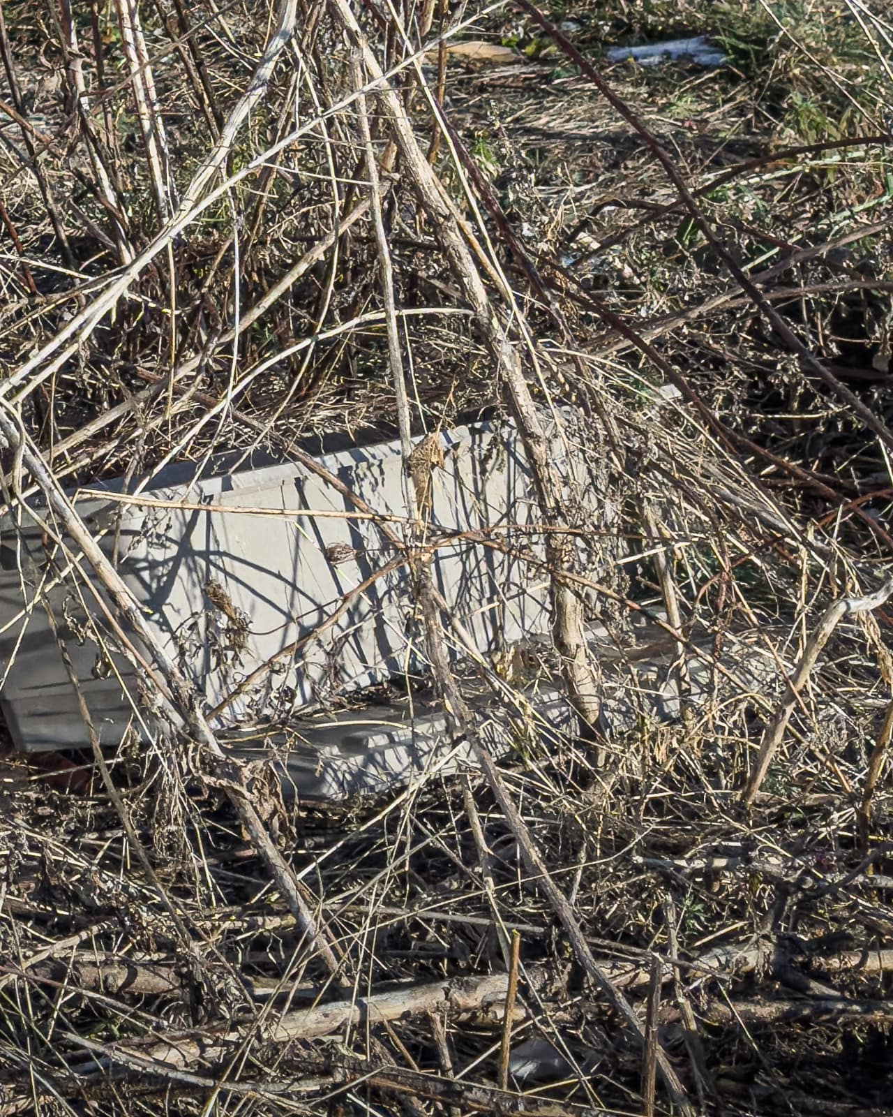 Overgrown vegetation surrounding discarded vending machine remains in Zeltweg